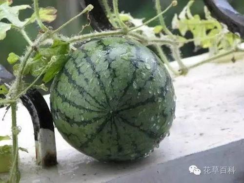 吃瓜娱乐间真假