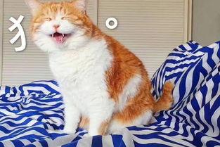 娱乐吃瓜酱找猫,猫咪界的“网红”诞生记